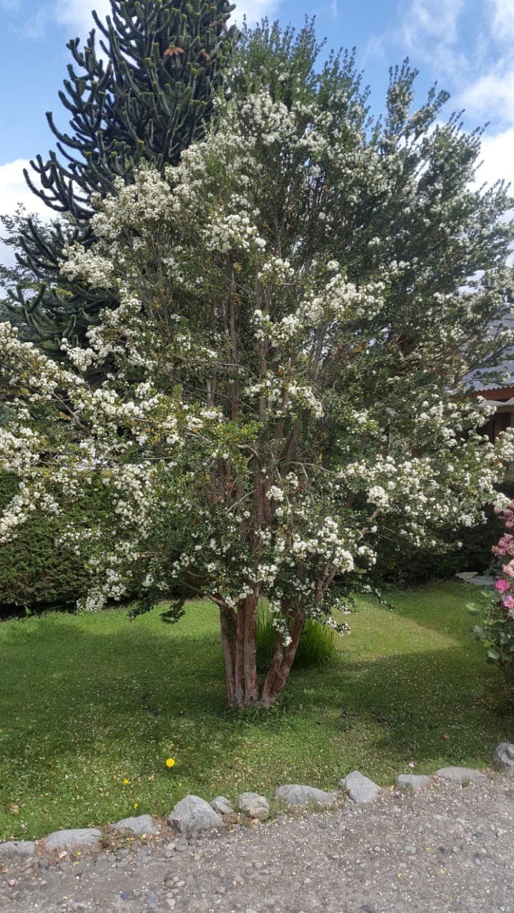 Arrayan en flor en las afueras de La Empinada de Cabañas Denise